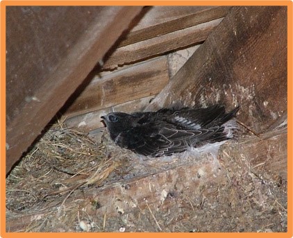 How to keep pests out of your loft?