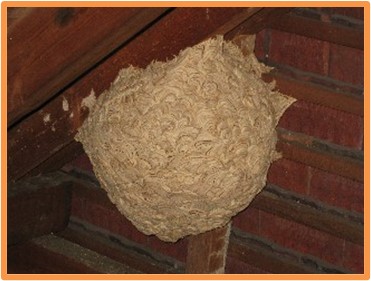 How to keep pests out of your loft?